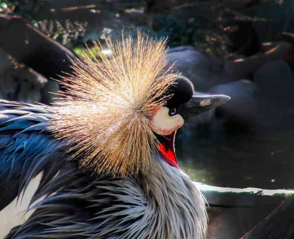 Grúa coronada gris — Foto de Stock