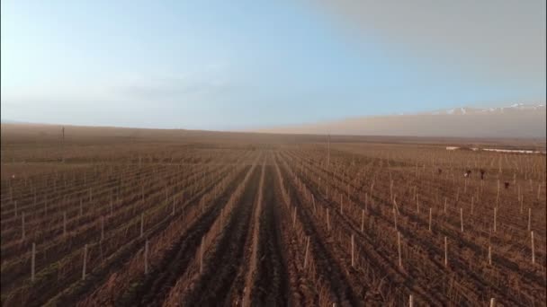 Vinhedo com montanhas nevadas — Vídeo de Stock