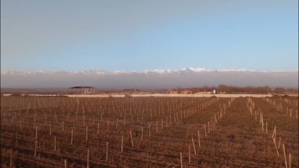 Vinhedo com montanhas nevadas — Vídeo de Stock