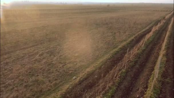 Vignoble avec montagnes enneigées — Video