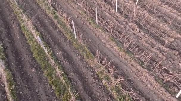 Виноградник с заснеженными горами — стоковое видео