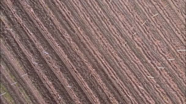 Vignoble avec montagnes enneigées 