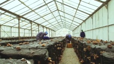 İşçiler gruptaki mantar toplamak