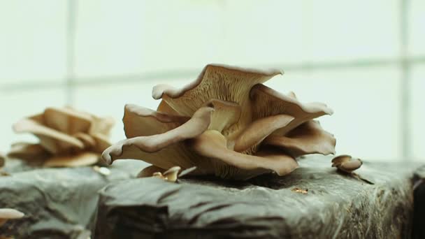 Champignons huîtres à la ferme 
