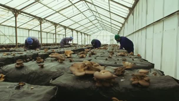 Trabalhadores reúnem cogumelos na fazenda — Vídeo de Stock