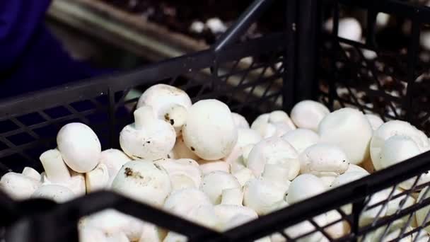 Worker picking mushrooms — Stock Video