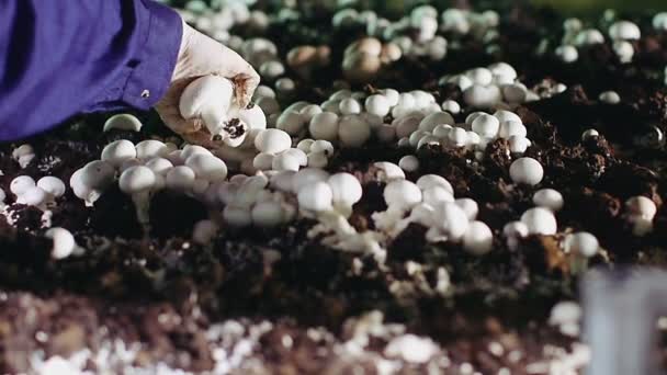 Рука собирает грибы — стоковое видео