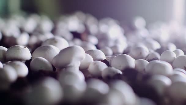 La main rassemble les champignons 