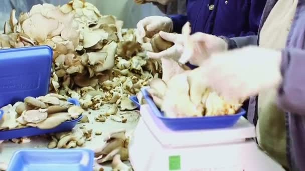 Travailleurs pesant des champignons sur des balances — Video