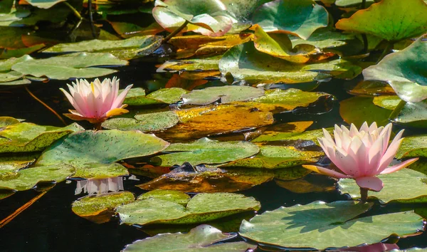 pembe lotus çiçekleri