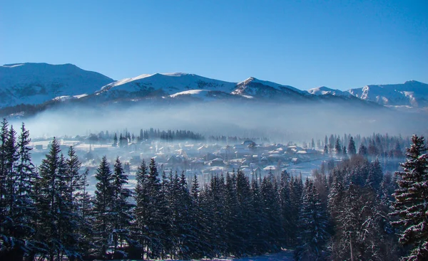 karlı dağlar ve çam ormanı