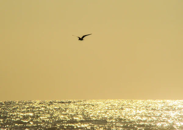 Mouette volant au-dessus de la mer — Photo