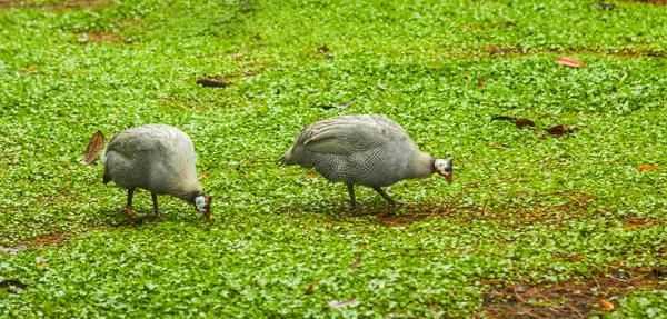 Perlhühner fressen im Gras — Stockfoto