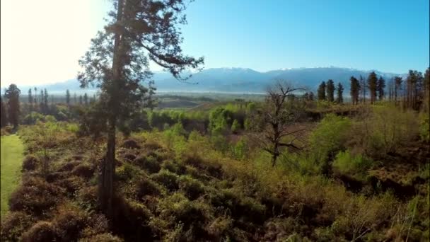 Montañas con bosque y prado — Vídeos de Stock