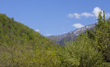 Georgia'nın doğanın kırsal manzara