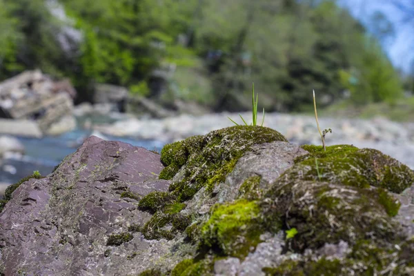 Green moss growing on the stone — Stock Photo, Image