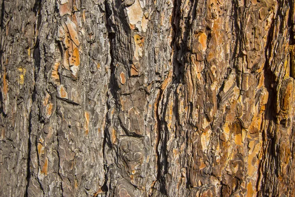 Tree bark seamless background — Stock Photo, Image