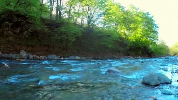 Bach im grünen Wald — Stockvideo