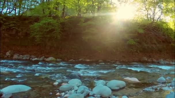 Fluxo na floresta verde — Vídeo de Stock