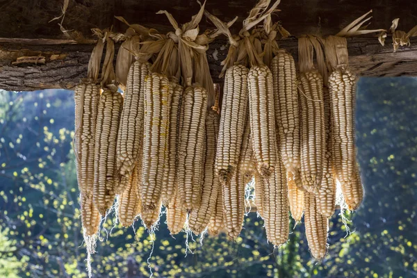 group of dried corn cobs