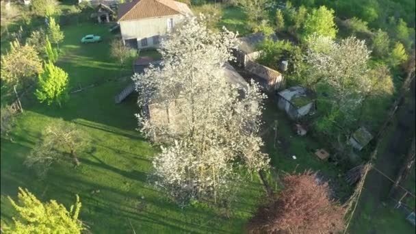 Green trees around rustic houses — Stock Video