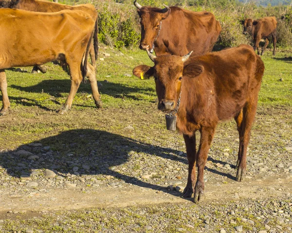 Vacche marroni su un pascolo — Foto Stock