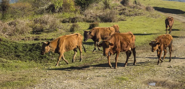 Brown αγελάδες σε ένα λιβάδι — Φωτογραφία Αρχείου