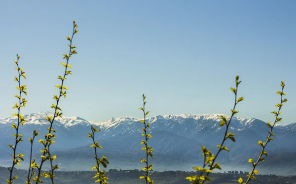 Mountain range with green nature — Stock Photo, Image