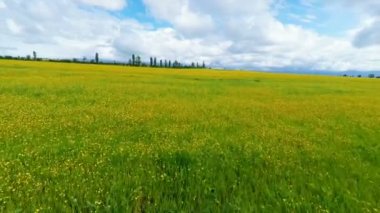 Bulutlu gökyüzü altında sarı alanının havadan görünümü
