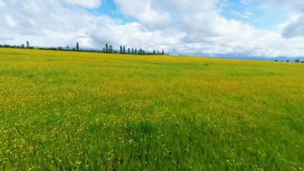 Bulutlu gökyüzü altında sarı alanının havadan görünümü — Stok video