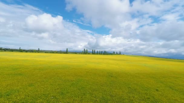 Vista aérea do campo amarelo sob céu nublado — Vídeo de Stock