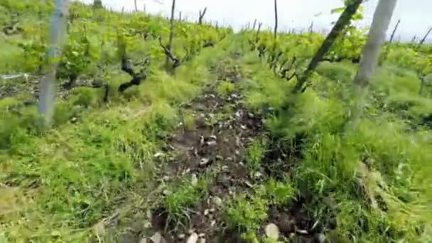 Виноградники Кахетинской области — стоковое видео