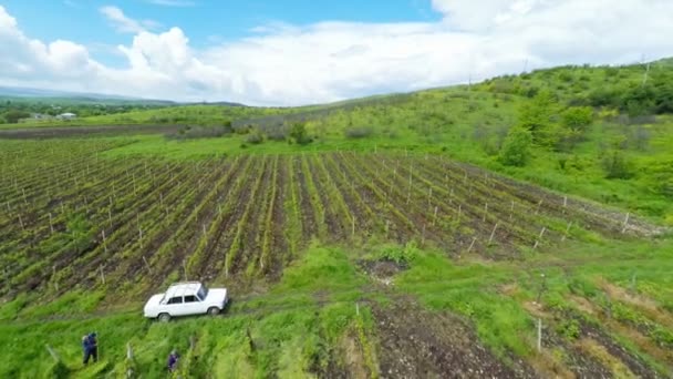 Vinhas na região de Kakheti — Vídeo de Stock