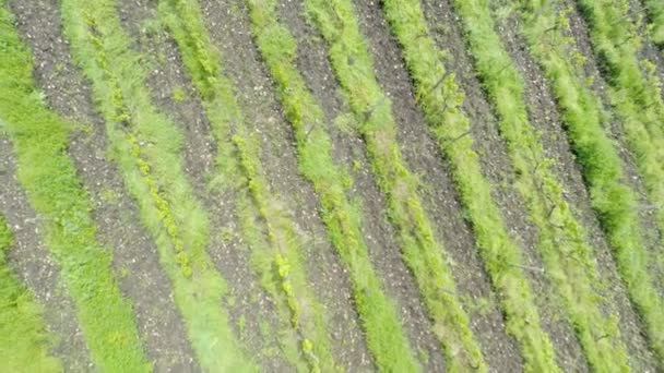 Vignobles dans la région de Kakheti — Video