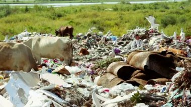 Çöplükte otlayan inekler