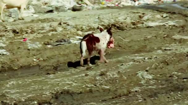 Hond loopt op vuilnis dump — Stockvideo