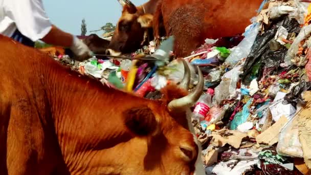 Vacas pastando en el suelo de basura — Vídeo de stock