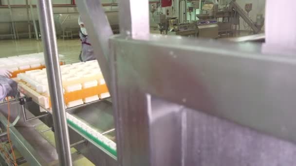 Planta de producción de queso — Vídeos de Stock