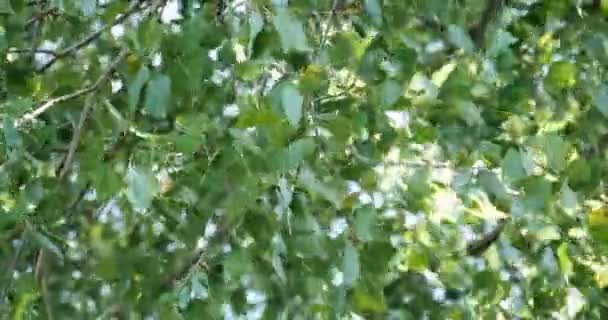 Feuilles vert vif — Video