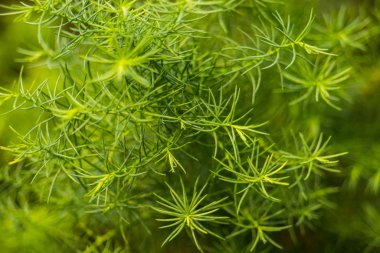 papirüs yeşil bitki