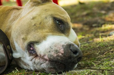 sevimli köpek çim üzerinde yalan
