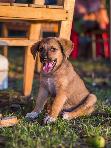 Молодой счастливый щенок — стоковое фото