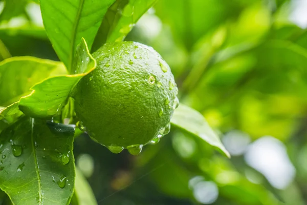 Yeşil limon — Stok fotoğraf