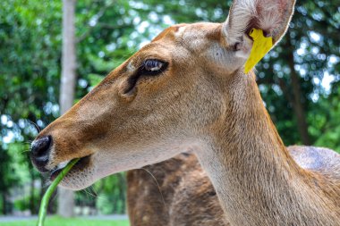 İnsan elinden fasulye yeme Karaca