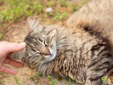 Yeşil çimenlerde uzanan sevimli dişi kedi kapalı gözlerle mırıldanıyor ve uyuyor. Evcil hayvan okşayan bir kadın. İnsanlar ve hayvanlar arasında bir arkadaşlık. Yakın çekim..