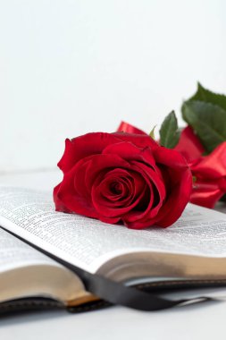 İncil 'deki kırmızı gül. Yakın plan. Uzayı kopyala Hıristiyan manevi gelişimi, kutsal kitap eğitimi, İncil kavramı.