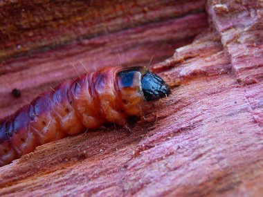 Mor tırtıl eriğin üzerinde sürünüyor. 