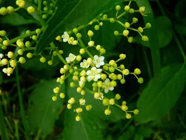 Ancião Europeu Flor — Fotografia de Stock