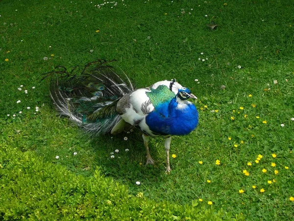 Pavo Real Azul Blanco Está Caminando — Foto de Stock