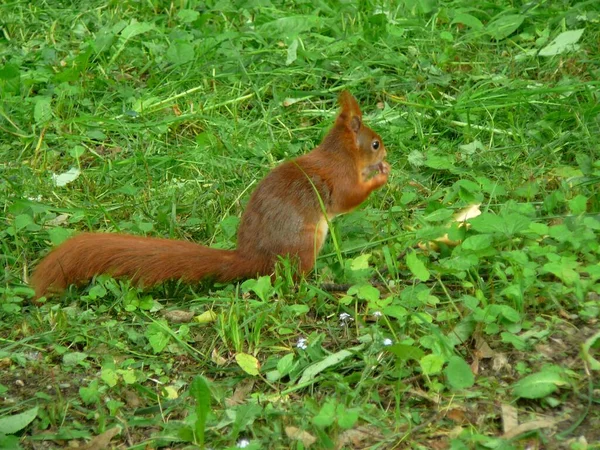 Esquilo Vermelho Está Comendo Prado — Fotografia de Stock